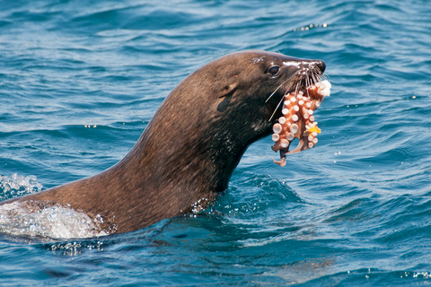 Cape Town: Marine Wildlife Tour from the V&A Waterfront Cape Town: Marine Wildlife Tour in the Bay with Transfer