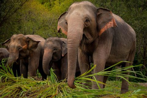 Phuket: Ethical Elephant Sanctuary Interactive Tour