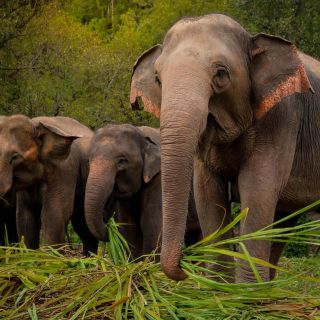 Пхукет: этичный тур в слоновий заповедник