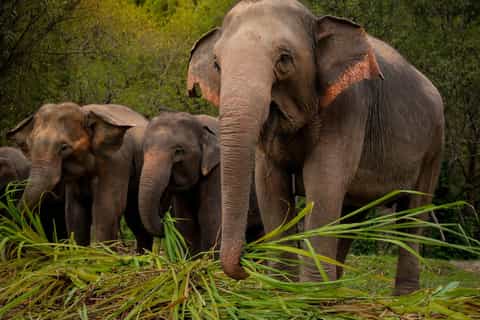 Phuket: Ethical Elephant Sanctuary Interactive Tour