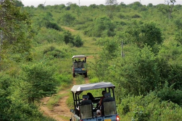 Circuit safari de Galle (Hikkaduwa) au parc national d'Udawalawe