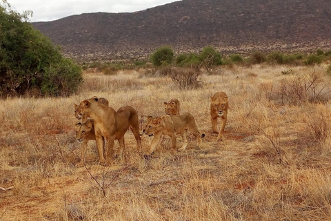 Journée au parc national de Tsavo Est, au départ de Mombasa