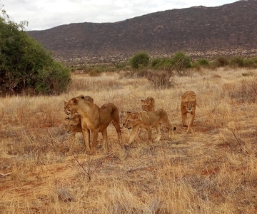 Desde Mombasa Excursión de un día entero en grupo al Parque Nacional de Tsavo