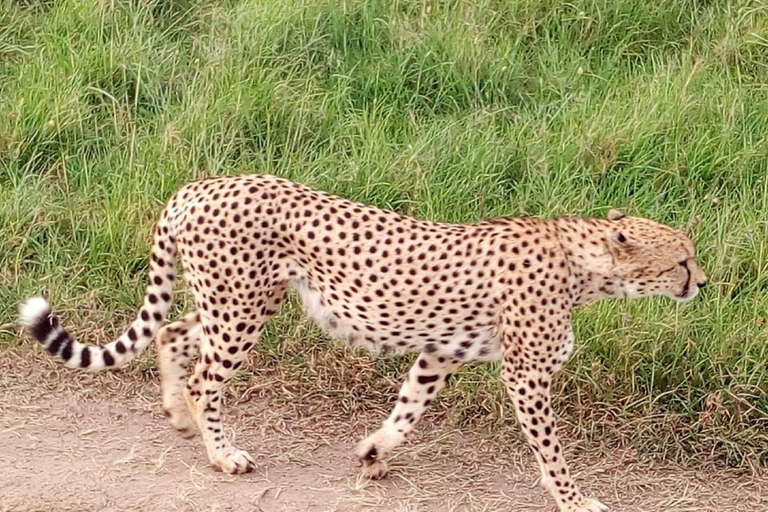 Journée au parc national de Tsavo Est, au départ de Mombasa