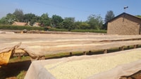 Nairobi, Coffee Farm et visite d'usine avec dégustation - Hizvo
