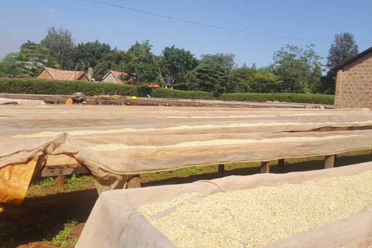 Nairobi: Coffee Farm and Factory Tour with Tasting