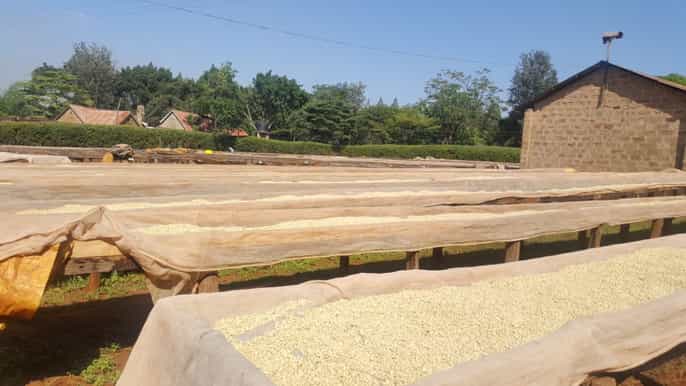 nairobi coffee farm and factory tour with tasting