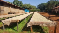 Nairobi, Coffee Farm et visite d'usine avec dégustation - Hizvo