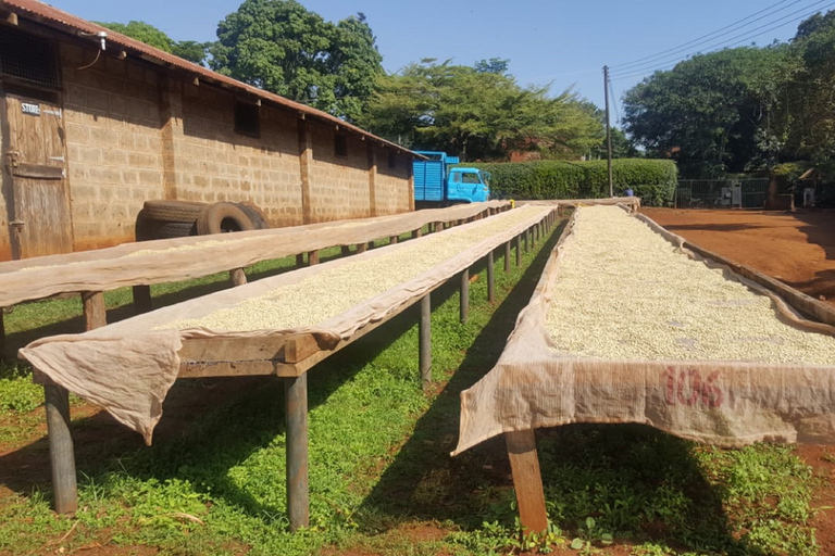 Nairobi: Coffee Farm and Factory Tour with Tasting