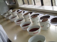 Nairobi, Coffee Farm et visite d'usine avec dégustation - Hizvo