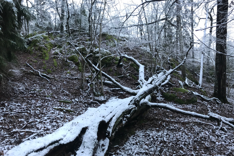 Stockholm: Winterliche Naturwanderung mit Mittagessen am Lagerfeuer