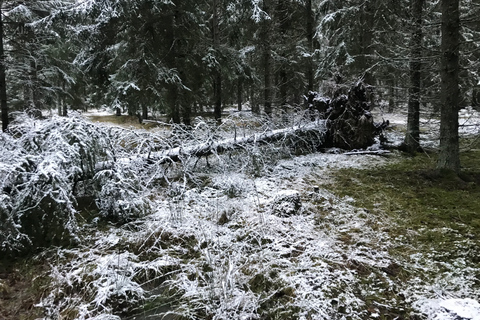 Estocolmo: caminhada na natureza no inverno com almoço na fogueira