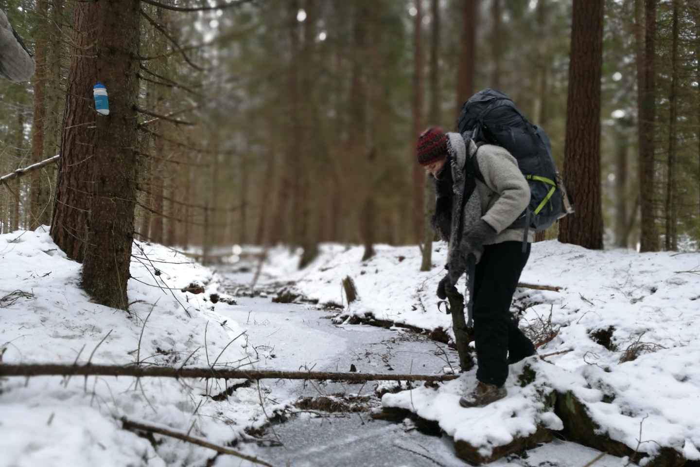 Estocolmo: caminata por la naturaleza en invierno con almuerzo de fogata
