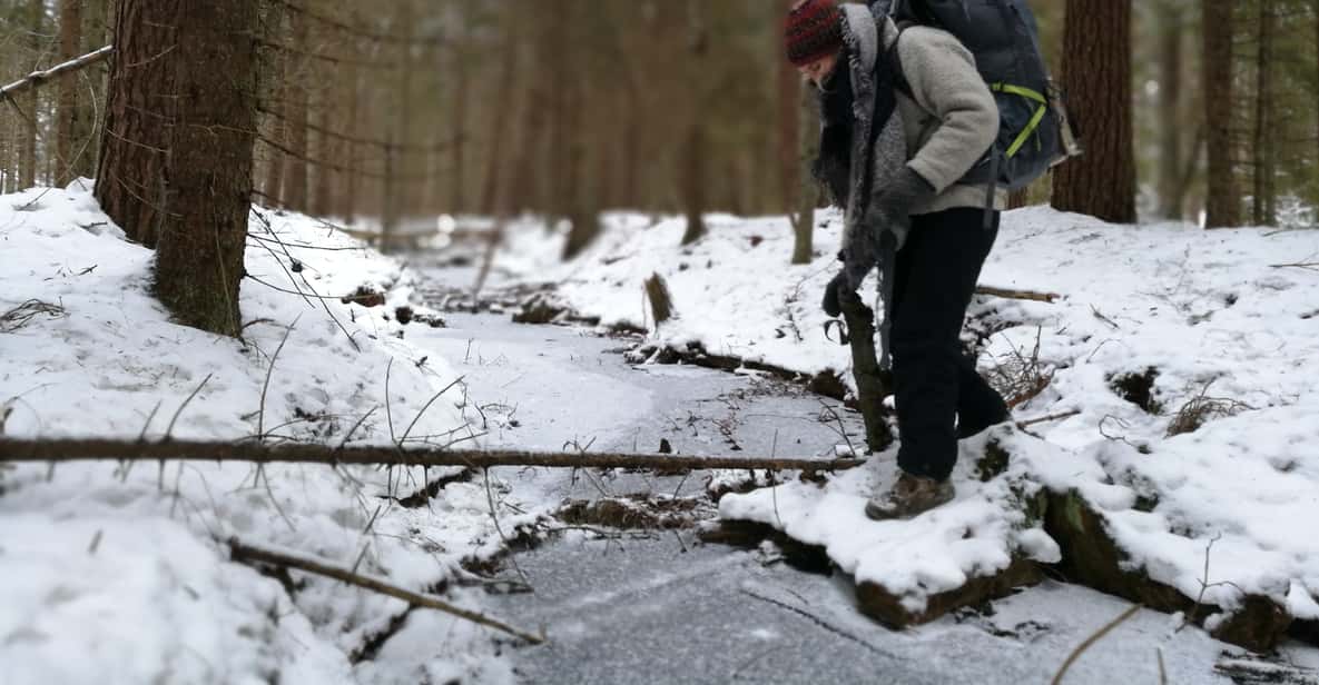 Estocolmo: caminata por la naturaleza en invierno con almuerzo de fogata