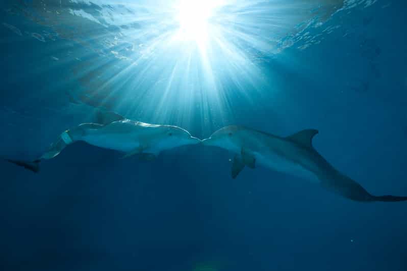 Clearwater EcoCertified Marine Aquarium General Admission GetYourGuide