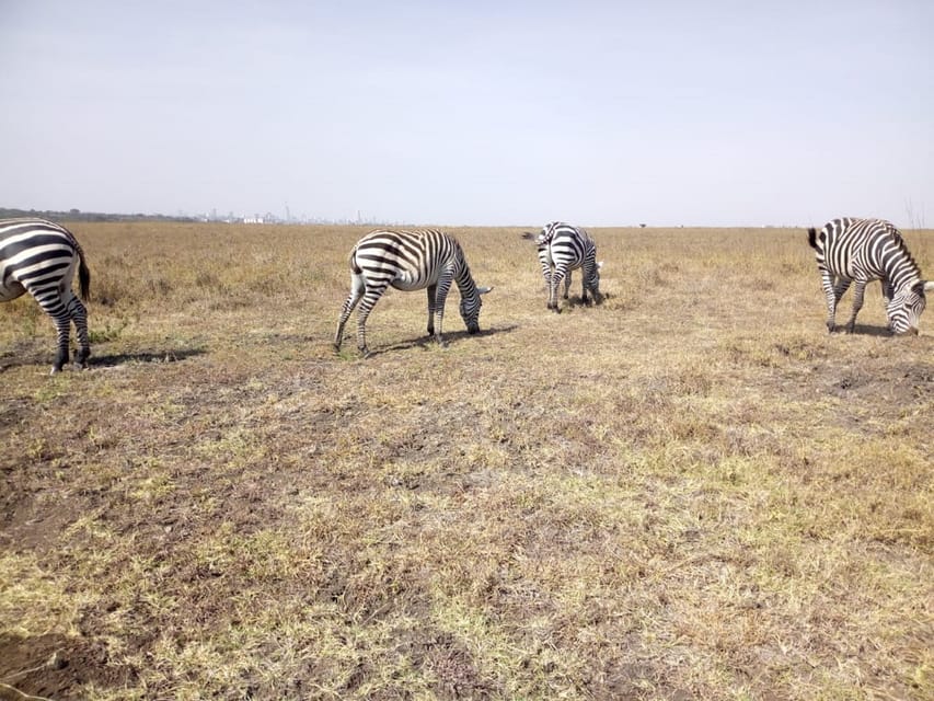 From Nairobi Amboseli National Park Day Night Trip Getyourguide