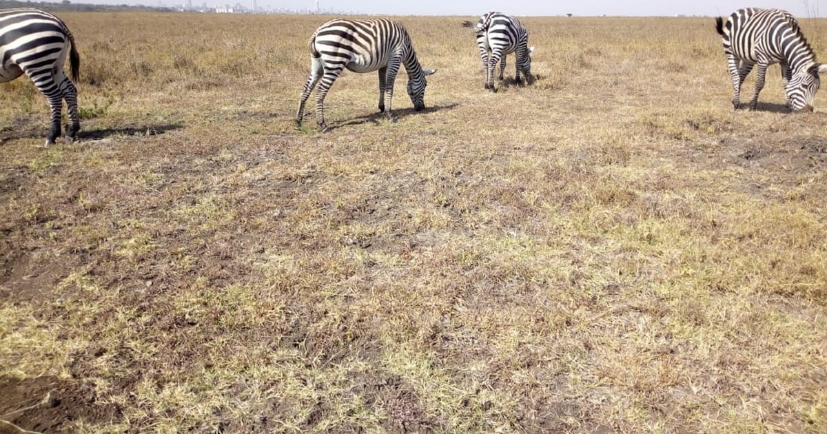 From Nairobi Amboseli National Park 2 Day 1 Night Trip GetYourGuide