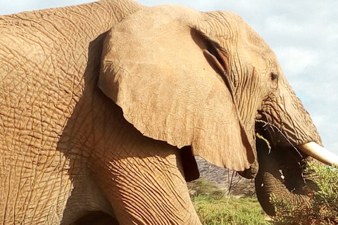 From Nairobi: Amboseli National Park 2-Day, 1-Night Trip