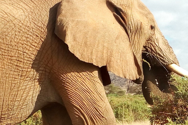 From Nairobi: Amboseli National Park 2-Day, 1-Night Trip