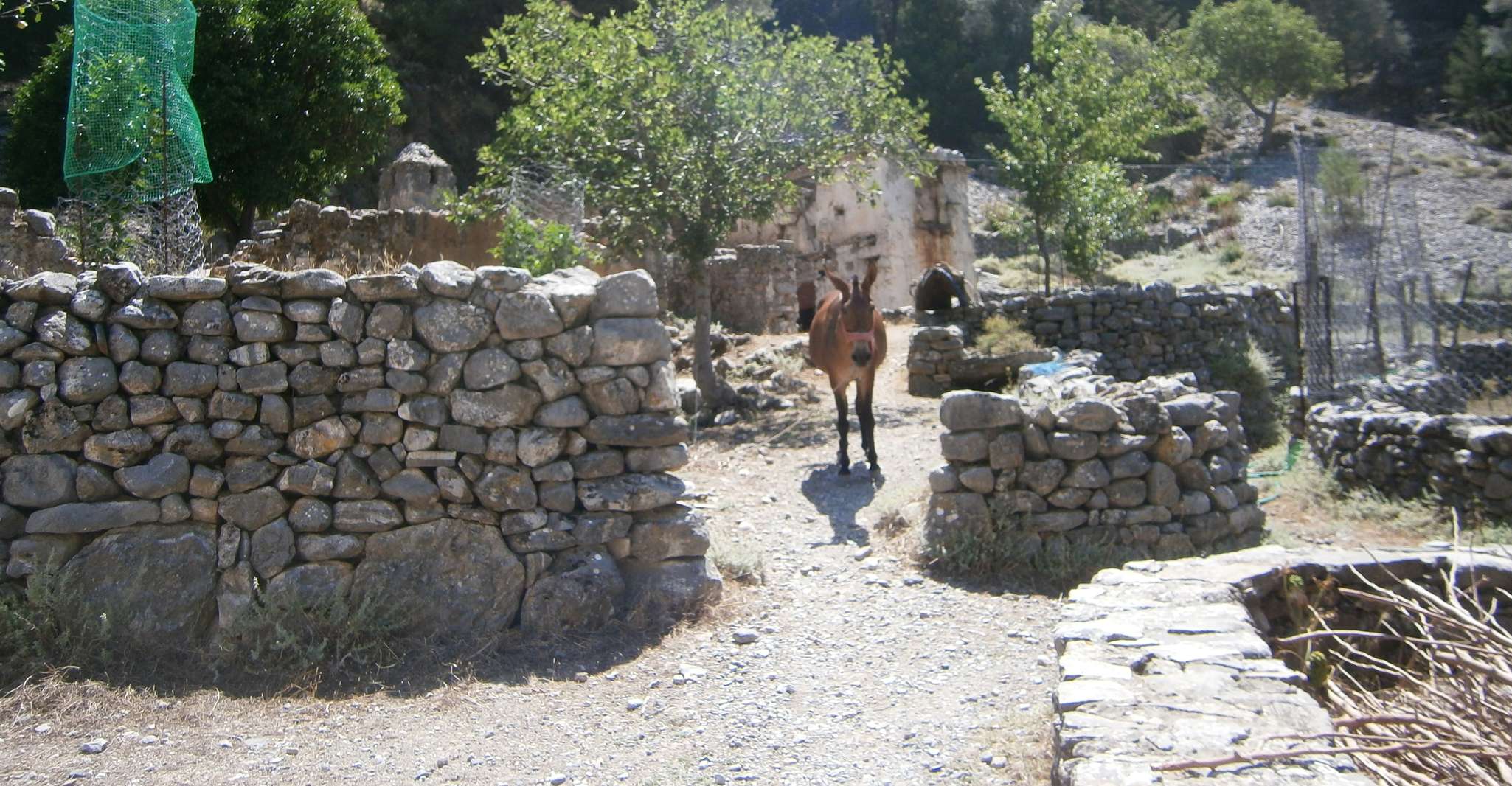 From Georgioupolis, Roundtrip Transfer to Samaria Gorge - Housity