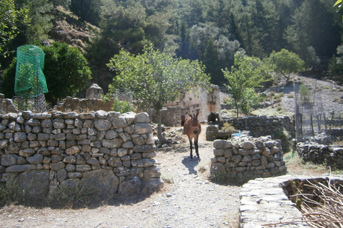 Desde Georgioupolis: traslado de ida y vuelta a Samaria GorgeTraslado de ida y vuelta a Samaria Gorge con guía de senderismo