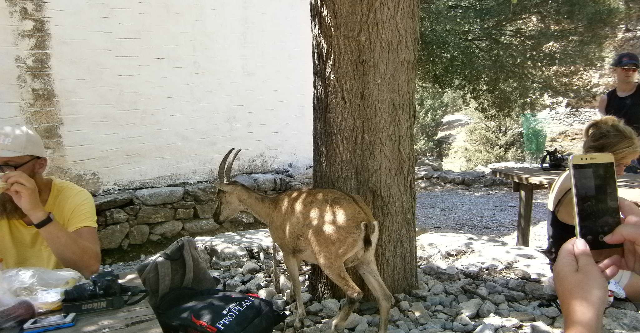 From Georgioupolis, Roundtrip Transfer to Samaria Gorge - Housity