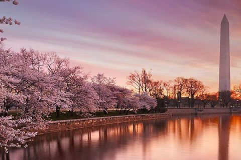 Washington: Cherry Blossom Tour