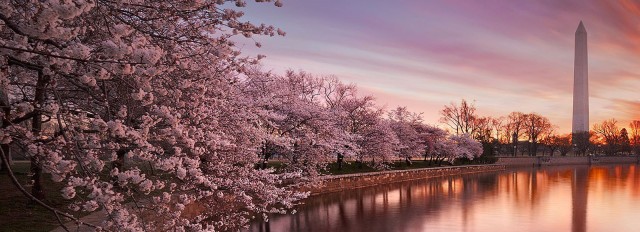Visit Washington Cherry Blossom Tour in Washington, D.C.