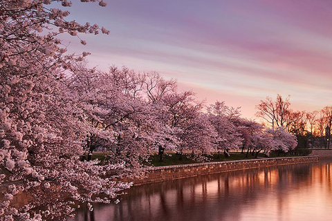 Washington: KörsbärsblomningsturWashington, DC Cherry Blossom Tour