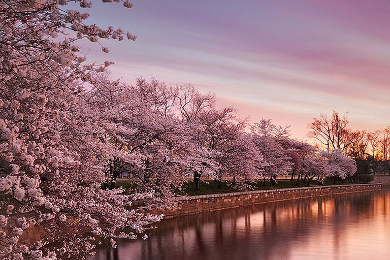 Washington: Cherry Blossom Tour Washington, DC Cherry Blossom Tour