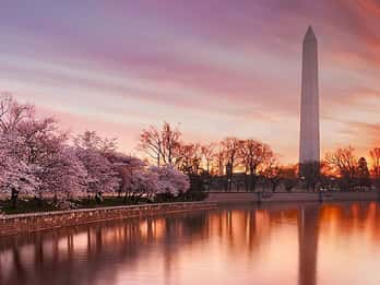 Washington: Kirschblüten-Tour. Foto: GetYourGuide Washington: Kirschblüten-Tour. Foto: GetYourGuide