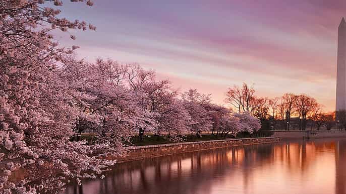 washington cherry blossom tour
