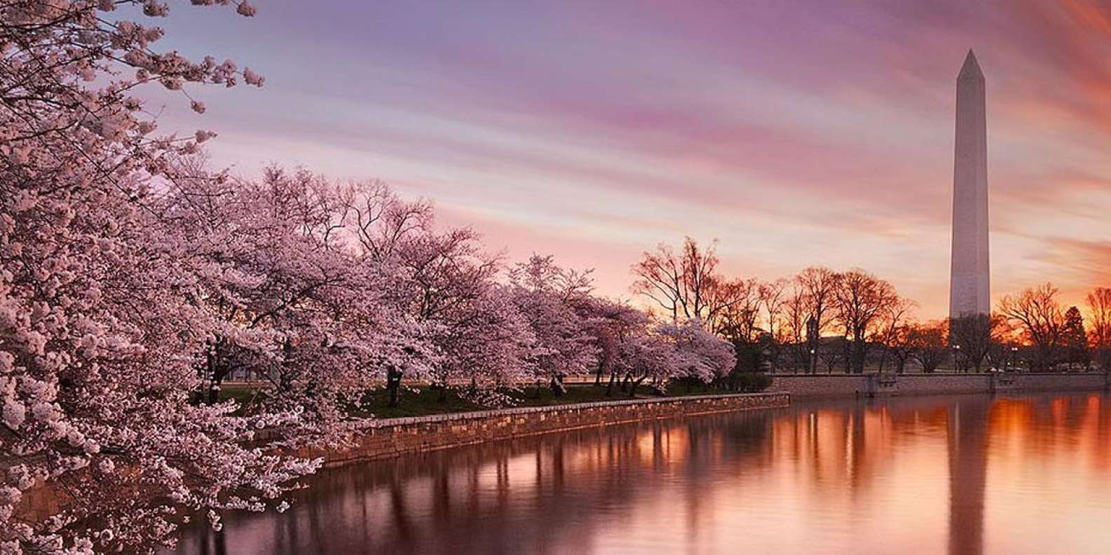 Cherry Blossoms at the Washington National Cathedral Photograph by