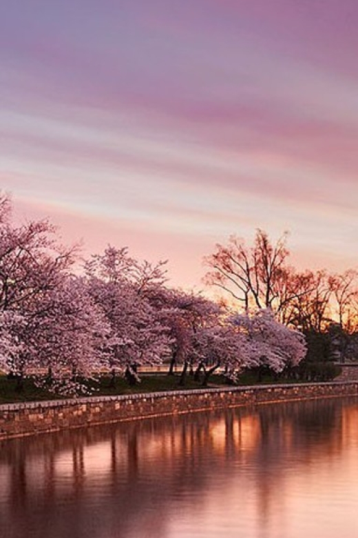 Ce qu'il faut savoir sur les cerisiers en fleurs à Washington, DC
