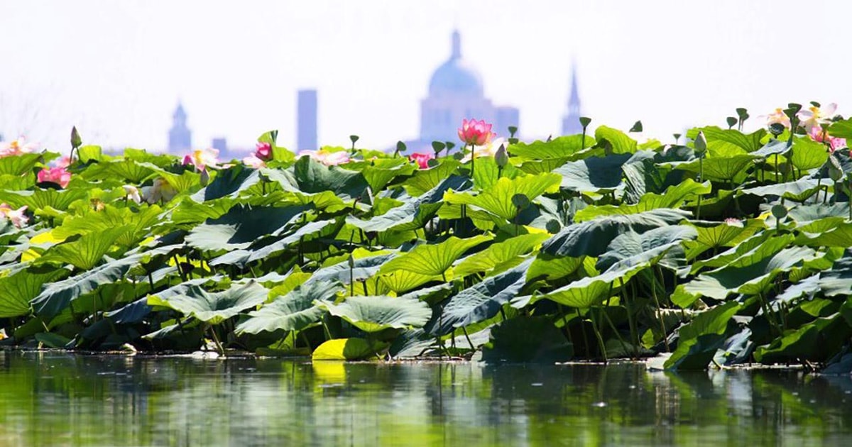 マントヴァ：蓮の花に囲まれたスペリオル湖 | GetYourGuide