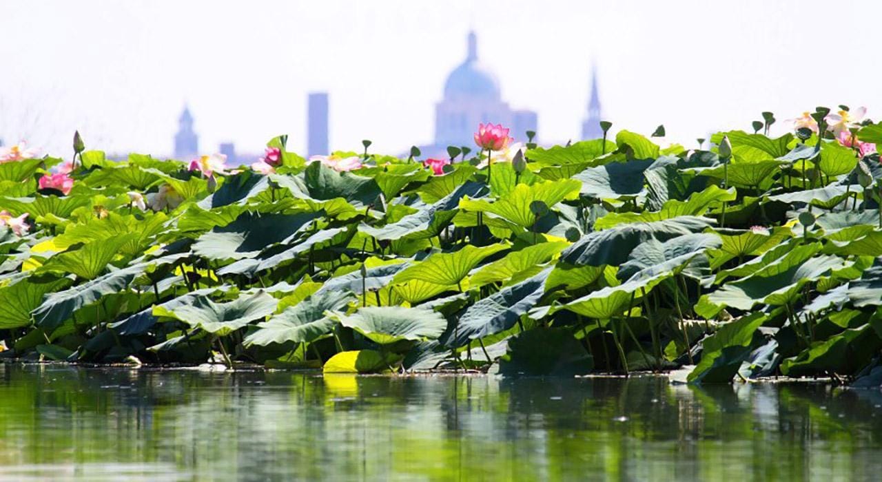 Mantua: Bootsfahrt auf dem Lago Superiore zwischen den Lotusblumeninseln