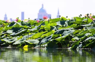 Mantua: Bootsfahrt auf dem Lago Superiore zwischen den Lotusblumeninseln