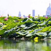 Mantua: Bootsfahrt auf dem Lago Superiore zwischen den Lotusblumeninseln