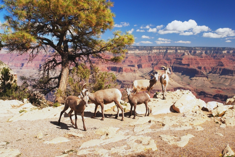 Las Vegas: Tour privado al Parque Nacional del Gran Cañón