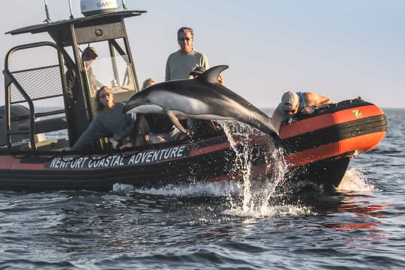 Newport Beach: Ultimate Whale Watching Adventure | GetYourGuide