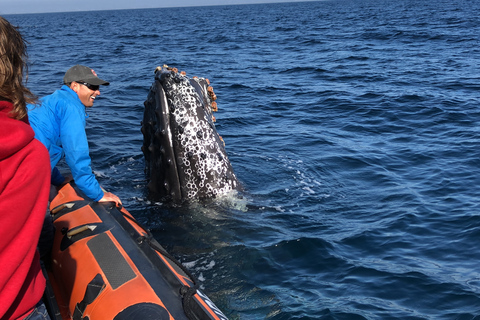 Newport Beach : L'ultime aventure d'observation des baleines