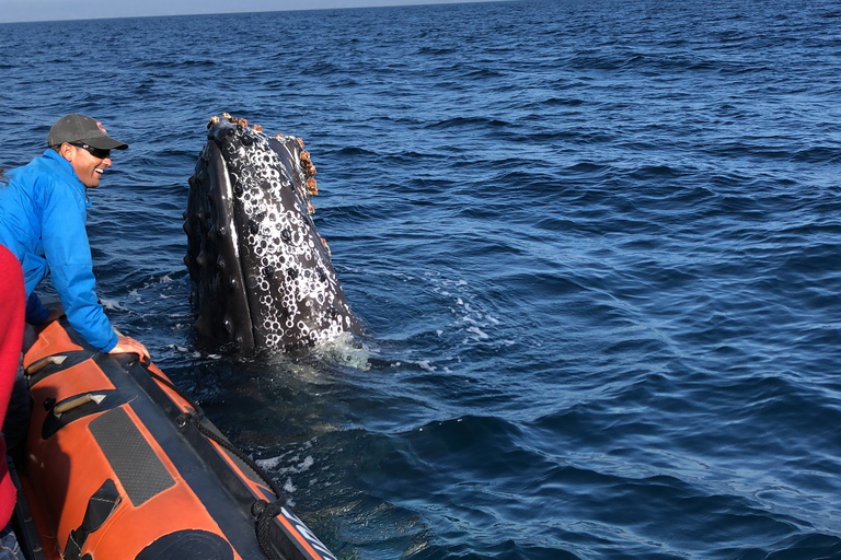 Newport Beach : L'ultime aventure d'observation des baleines