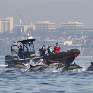 Newport Beach: Ultimate Whale Watching Adventure