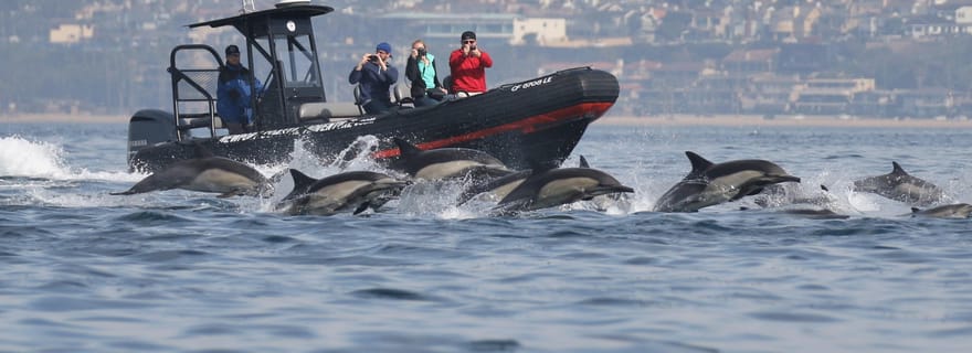 Newport Beach : L'ultime aventure d'observation des baleines