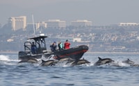 Newport Beach, Ultimate Whale Watching Adventure - Housity