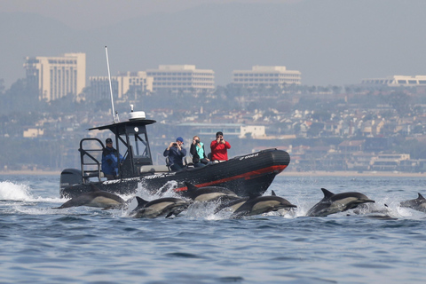 Newport Beach: Ultimate Whale Watching Adventure
