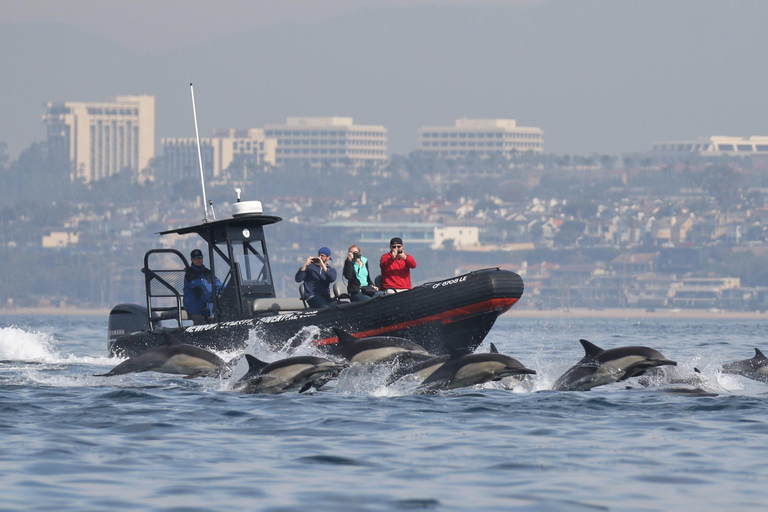Newport Beach : L'ultime aventure d'observation des baleines