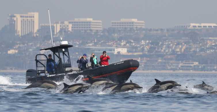 Newport Beach: Whale Watching vom Boot aus