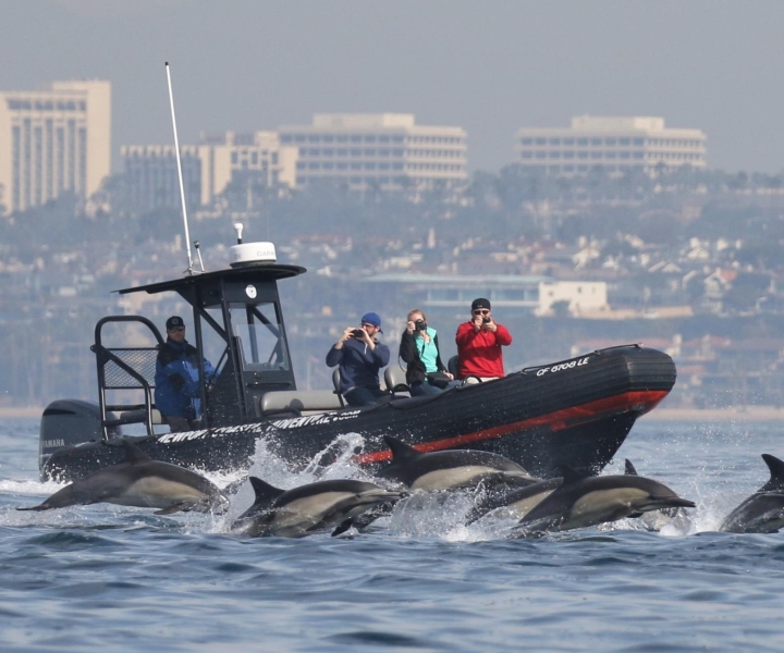 Newport Beach: Whale Watching vom Boot aus