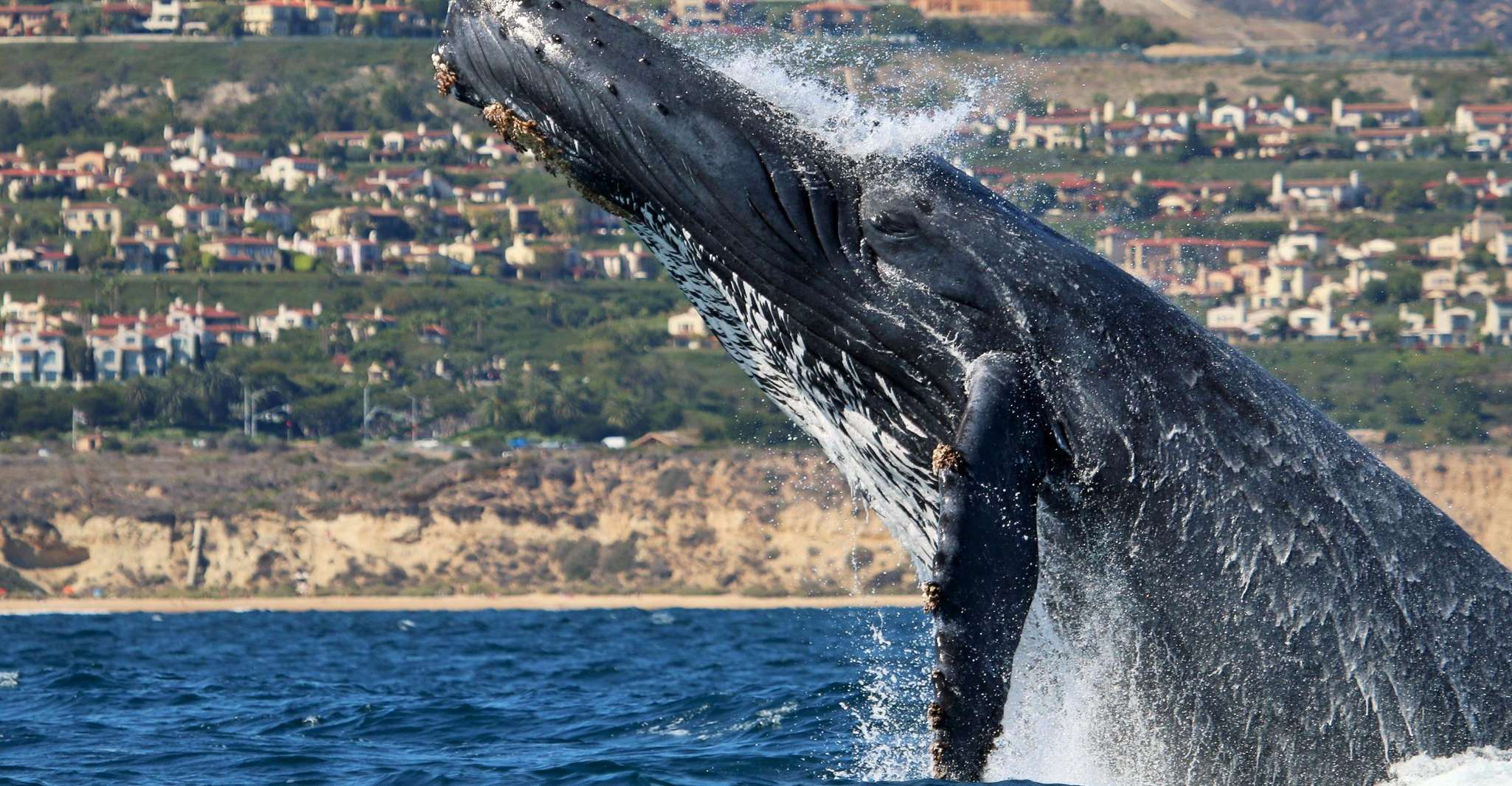 Newport Beach, Ultimate Whale Watching Adventure - Housity